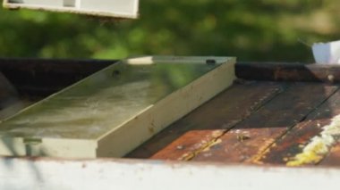 Apiarist arıları arı kovanında arıları incelemeden önce bir arı içicisiyle sakinleştirir. Arı kovanının girişinde bal çıkarmak için arıları sakinleştirmek için arı kovanı dumanı kullanan arıcı. Yakın plan.