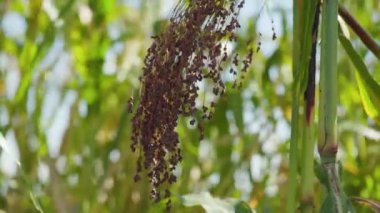 Tarımda proso darı yetiştiriyor. Panik Miliaceum bitkisi, halk arasında Proso Millet ya da Sıradan Millet olarak bilinir. Olgunlaşan darı tarlada proso