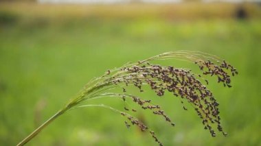 Tarımda proso darı yetiştiriyor. Panik Miliaceum bitkisi, halk arasında Proso Millet ya da Sıradan Millet olarak bilinir. Olgunlaşan darı tarlada proso