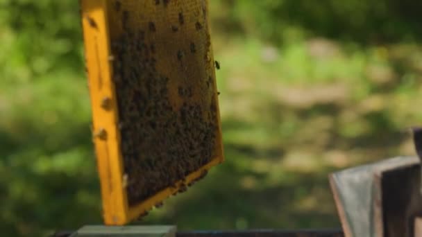 Apicultor Saca Marco Colmena Con Los Panales Las Abejas Colmena — Vídeos de Stock