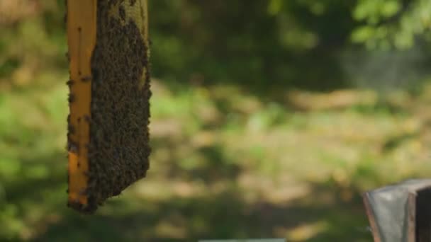Μελισσοκόμος Παίρνει Ένα Πλαίσιο Κυψέλη Κηρήθρες Και Μέλισσες Από Την — Αρχείο Βίντεο