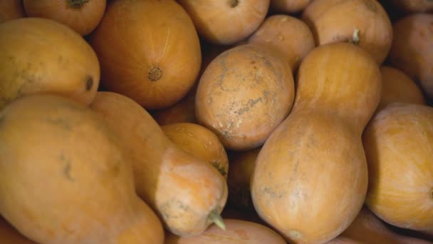 Heap Butternut Squash Pumpkins Harvest Butternut Squash Cucurbita Moschata — Αρχείο Βίντεο