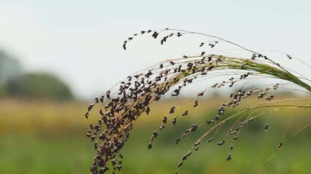 農業における雑穀の栽培 一般的にProso MilletまたはCommon Milletとして知られているPanicum Milaceumの工場 現場における粟原の熟す筆 — ストック動画