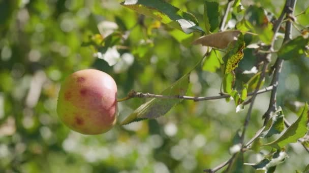 Baum Reift Der Apfel Rötlicher Apfel Schwankt Auf Einem Ast — Stockvideo