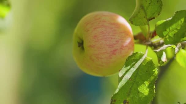 Baum Reift Der Apfel Rötlicher Apfel Schwankt Auf Einem Ast — Stockvideo