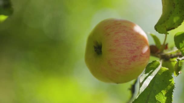 Manzana Madura Árbol Manzana Rojiza Balancea Sobre Una Rama Manzana — Vídeo de stock