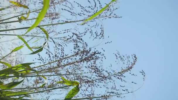 Tumbuh Proso Millet Dalam Pertanian Tanaman Panicum Miliaceum Umumnya Dikenal — Stok Video