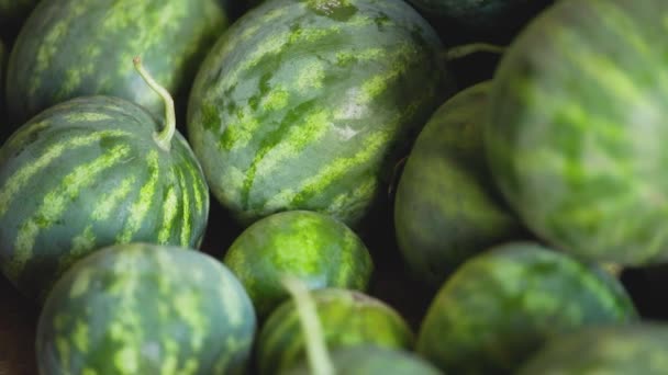 Oogst Rijpe Watermeloenen Oogsten Van Groen Gestreepte Watermeloen Close — Stockvideo