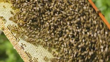 Arı kovanında bal peteği olan bir arı yetiştiricisi tarafından incelenecek. Arıcı çerçeveyi bal peteği ve arılarla birlikte kovanına koyar. Bal üretimi