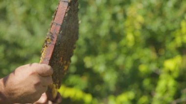 Arı kovanında bal peteği olan bir arı yetiştiricisi tarafından incelenecek. Arıcı çerçeveyi bal peteği ve arılarla birlikte kovanına koyar. Bal üretimi