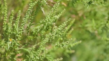 Ragweed çiçekleri. Ragweed veya ambrosia çalıları hassas nüfusa alerjik reaksiyonlara neden oluyor. Ambrosia artemisiifolia çiçekleri (yaygın yosun, yıllık yosun)