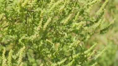 Ragweed çiçekleri. Ragweed veya ambrosia çalıları hassas nüfusa alerjik reaksiyonlara neden oluyor. Ambrosia artemisiifolia çiçekleri (yaygın yosun, yıllık yosun)