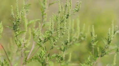 Ragweed çiçekleri. Ragweed veya ambrosia çalıları hassas nüfusa alerjik reaksiyonlara neden oluyor. Ambrosia artemisiifolia çiçekleri (yaygın yosun, yıllık yosun)