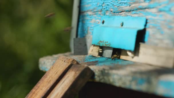 Bijen Vliegen Naar Bijenkorf Sluit Bijen Werken Vlakbij Korf Concept — Stockvideo