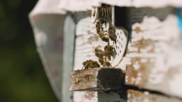 Bees Fly Beehive Close Bees Work Hive Concept Honey Agriculture — Stock Video