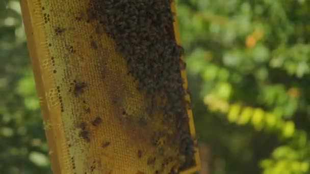 Inspection Beekeeper Frame Honeycomb Apiary Beekeeper Puts Frame Honeycomb Bees — Stock Video