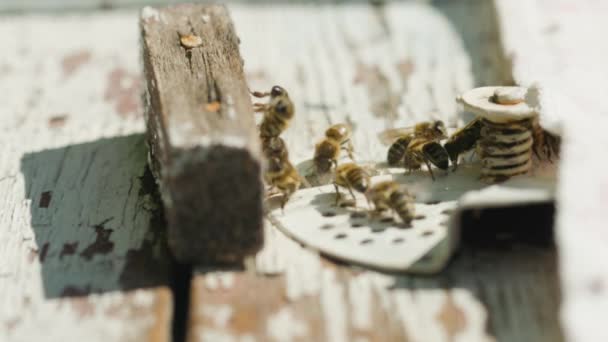蜜蜂飞进蜂房 特写镜头 蜜蜂在采集花粉后飞进蜂窝的孔里 垂直录像 — 图库视频影像