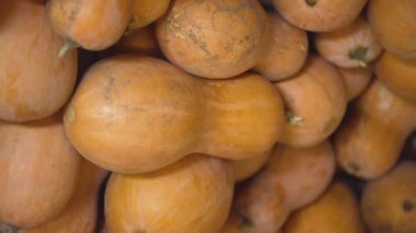 Bir yığın kabak kabağı kabağı. Butternut Squash ve Cucurbita moschata hasadı. Dikey video