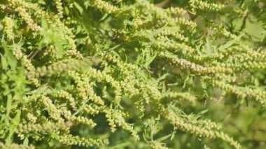 Ragweed çiçekleri. Ragweed veya ambrosia çalıları hassas nüfusa alerjik reaksiyonlara neden oluyor. Ambrosia artemisiifolia çiçekleri (yaygın yosun, yıllık yosun). Dikey video