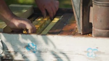 Arıcı, kovanın içinden arılarla ahşap bir çerçeve üzerinde bal peteği çıkarır. Arıcı 'nın elleri balı çıkarmak için arı kovanından çerçeveyi çıkarır. Yakın çekim.