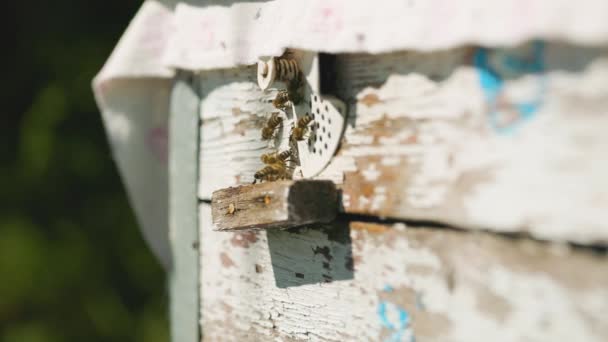 Včely Letí Úlu Zblízka Včely Letí Díry Úlu Sbírce Pylu — Stock video