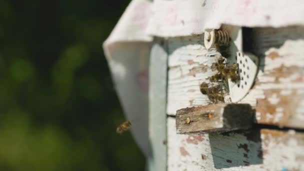 蜂は巣に飛び込み クローズアップします 花粉収集後 蜂は巣の穴に飛び込む 蜂蜜農業の概念 — ストック動画