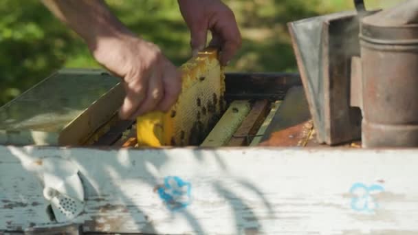 養蜂家は蜂が巣から蜂と一緒に木製の枠にハニカムを引き出します 養蜂家の手は蜂蜜を抽出するためにミツバチの巣からフレームを削除します クローズアップショット — ストック動画