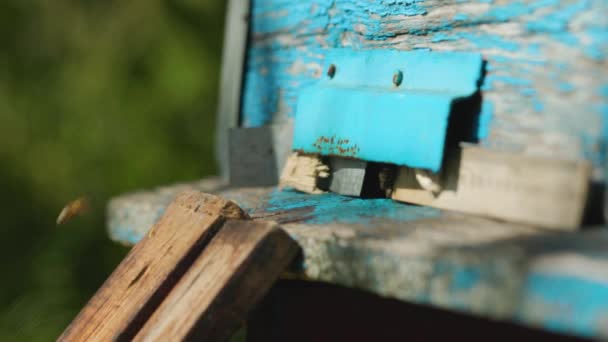 Abeilles Près Entrée Ruche Les Abeilles Domestiques Grouillent Volent Autour — Video