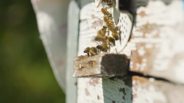 Пчелы Входа Улей Медовые Пчелы Роятся Летают Вокруг Своего Пчелиного — стоковое видео