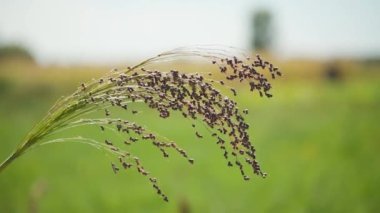 Tarımda proso darı yetiştiriyor. Panik Miliaceum bitkisi, halk arasında Proso Millet ya da Sıradan Millet olarak bilinir. Olgunlaşan darı tarlada proso