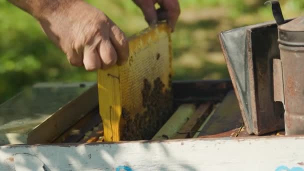 養蜂家は蜂を巣に入れて木製のフレーム上のハニカムを下げます 養蜂家の手は木の巣にハニカムでフレームを置きます — ストック動画