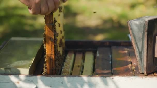 养蜂人把蜂窝放在一个木制的框架上 蜂儿和蜂儿一起放进蜂窝 养蜂人的手把装有蜂窝的框架放在木蜂窝里 后续行动 — 图库视频影像