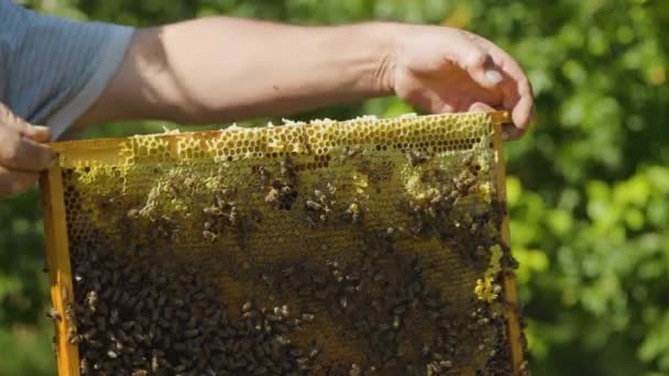 Apicultor Examina Marco Panal Colmenar Apicultor Sostiene Marco Con Abejas — Vídeos de Stock