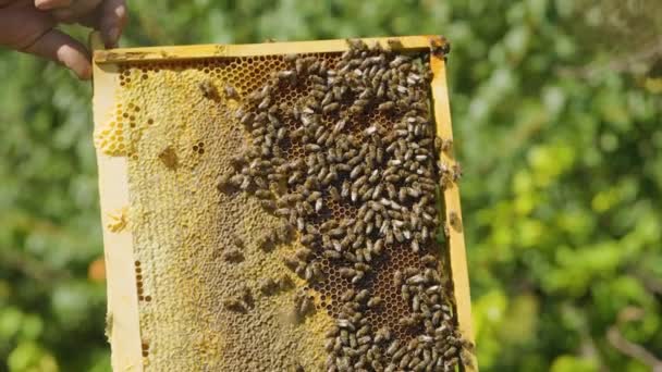 Пчеловод Исследует Сотовую Раму Пасеке Пчеловод Держит Раму Пчелами Руках — стоковое видео
