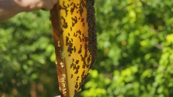 Apicultor Examina Marco Panal Colmenar Apicultor Sostiene Marco Con Abejas — Vídeo de stock