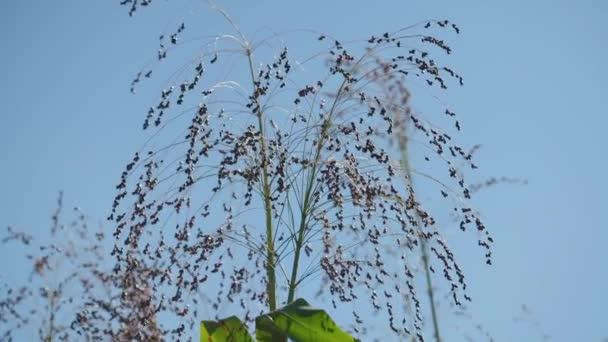 Growing Proso Millet Agriculture Plant Panicum Miliaceum Commonly Known Proso — Stock Video