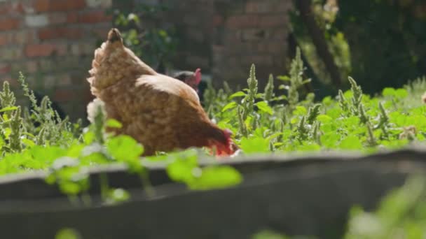 Курица Сельском Дворе Среди Зелени Домашняя Курица Ищущая Еду Земле — стоковое видео