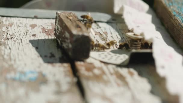 Pszczoły Lecą Ula Bliska Pszczoły Miodne Wylatują Wlatują Wejścia Drewnianego — Wideo stockowe