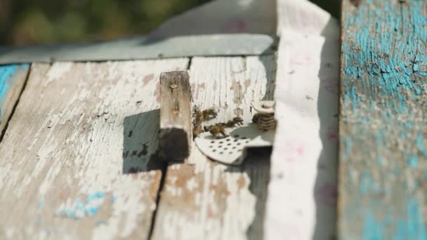 Bees Fly Hive Close Bees Flying Hole Hive Pollen Collection — Stock Video