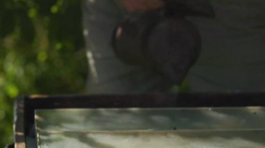 Apiarist arıları arı kovanında arıları incelemeden önce bir arı içicisiyle sakinleştirir. Arı kovanının girişinde bal çıkarmak için arıları sakinleştirmek için arı kovanı dumanı kullanan arıcı. Yakın plan.
