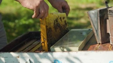 Apiarist arıları arı kovanında arıları incelemeden önce bir arı içicisiyle sakinleştirir. Arı kovanının girişinde bal çıkarmak için arıları sakinleştirmek için arı kovanı dumanı kullanan arıcı. Yakın plan.