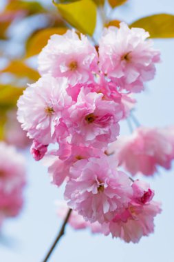 Mavi gökyüzüne karşı çiçek açan sakura. Güzel çiçek açan sakura tomurcukları yakın plan. Japonya 'da ilkbaharın sembolü olarak pembe sakura.