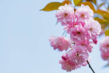 Mavi gökyüzüne karşı çiçek açan sakura. Güzel çiçek açan sakura tomurcukları yakın plan. Japonya 'da ilkbaharın sembolü olarak pembe sakura.