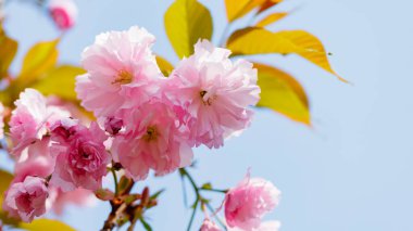 Mavi gökyüzüne karşı çiçek açan sakura. Güzel çiçek açan sakura tomurcukları yakın plan. Japonya 'da ilkbaharın sembolü olarak pembe sakura.