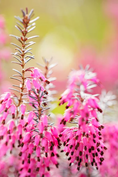 Różowa Erica Carnea Rozkwicie Zbliżenie Eriki Carnea Niewyraźnym Tle Przestrzeń — Zdjęcie stockowe