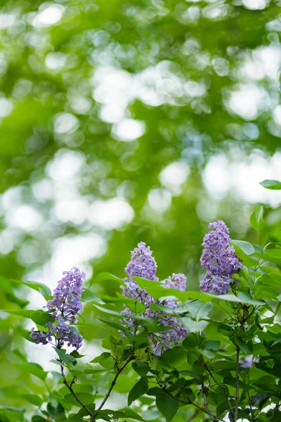 Цветущие Сиреневые Цветы Фиолетовые Сиреневые Цветы Саду Весенний Цветочный Фон — стоковое фото
