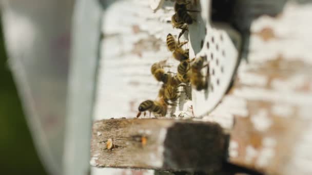 蜂は巣の近くに飛び込む ミツバチが飛び立ち 木の巣の入り口に飛び込む 養蜂の概念 — ストック動画