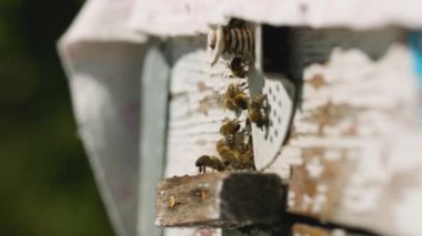 Arılar arı kovanına uçar, yaklaşın. Arılar kovanın yakınında çalışır. Bal tarımını kavra