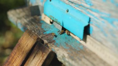 Arılar arı kovanına uçar, yaklaşın. Arılar kovanın yakınında çalışır. Bal tarımını kavra