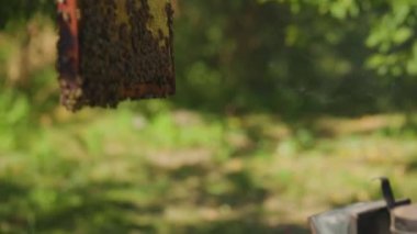 Arı yetiştiricisi arı kovanından bal petekleri ve arılarla bir arı kovanı çıkarıyor. Arı kovanının içinde bal petekleri olan bir çerçevenin denetlemesi. Bal üretim konsepti
